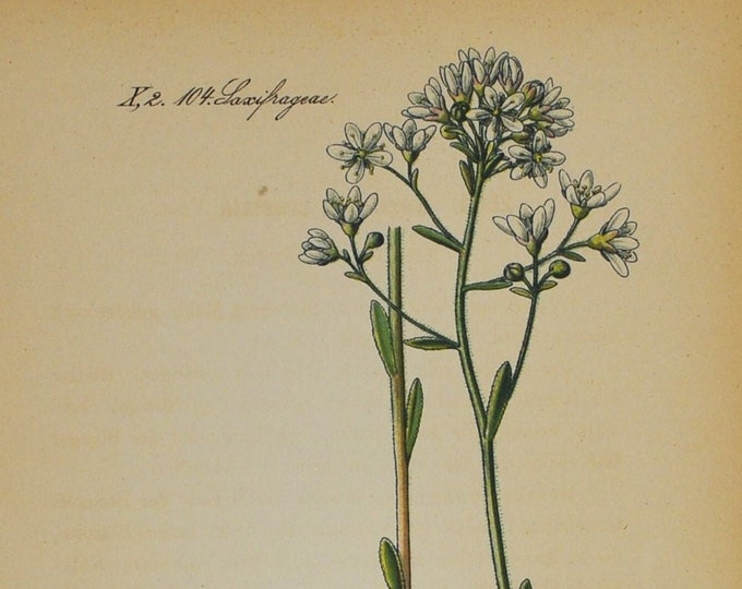 Encrusted Saxifraga Print - Original Antique Botanical Print 1880s - Saxifraga crustata (plant, flower, seed, rockfoil, saxifrage, white)