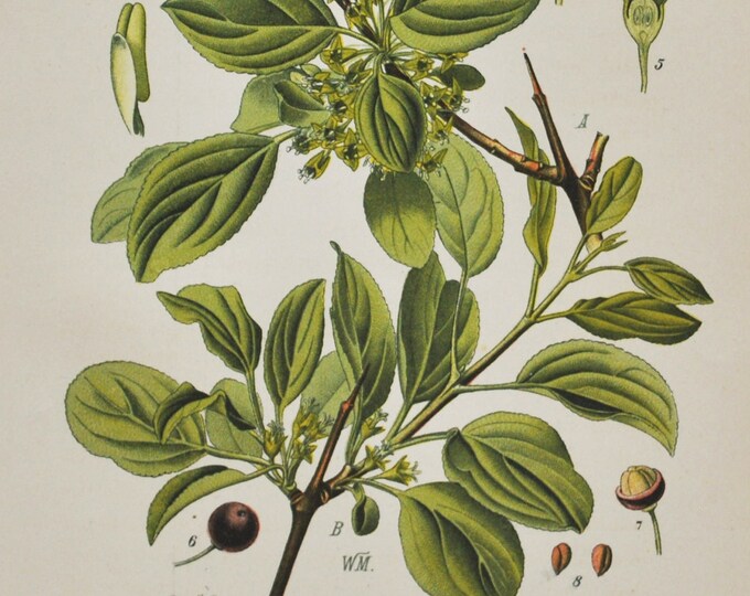 European Buckthorn Print - Original Antique Botanical Print 1880s - Rhamnus cathartica (plant flower garden seed rhamnaceae tree purging)
