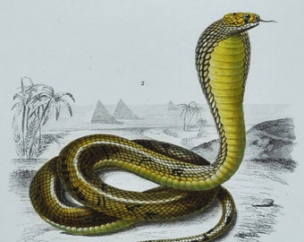 Coral Snake / Egyptian Cobra - Hand-colored Original Antique Reptile Print - Orbigny engraving from 1849 (elaps corallinus naja hoje venom)