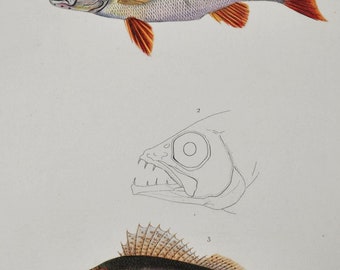 European Perch / Cardinalfish / Ruffe - Hand-colored Original Antique Fish Print - Orbigny engraving from 1849 (perca fluviatilis, vittalus)