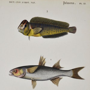 May include: Antique botanical illustration of various fish species. The print features detailed drawings of three different fish, labeled with scientific names and numbers. The artwork is in color and includes text at the bottom.