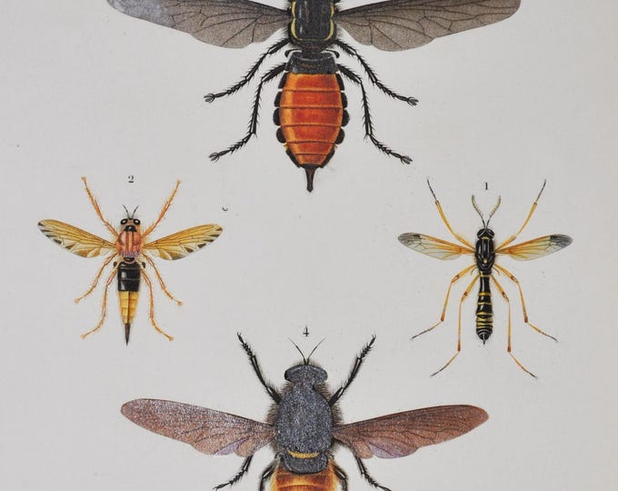 Insects - Hand-colored Original Antique Insect Print - Orbigny engraving from 1849 ctenophora flabellata Asilus crabroniformis, fly bee wasp
