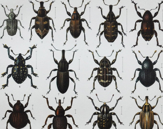 Beetles - Original Antique Insect Print - 1893 (gronops lunatus alophus triguttatus lepyrus binotatus hylobius abietis faatus molytes)