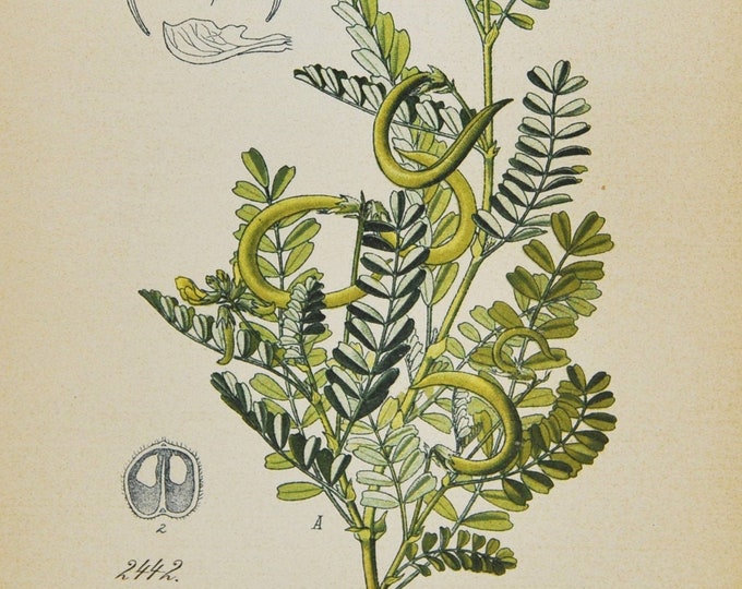 European Milkvetch Print - Original Antique Botanical Print 1880s - Astragalus hamosus (plant flower seed alpine europe wild milk vetch)