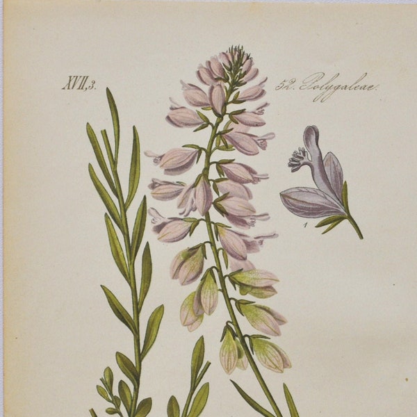Milkwort Print - Original Antique Botanical Print 1880s - Polygala major (plantenbloem tuinzaad polygalaceae europa snakeroots paars)