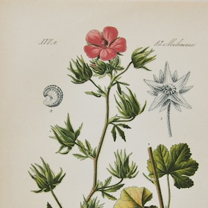 Hispid Marshmallow Druck - Original antike botanische Druck 1880er Jahre - Althaea hirsuta (Pflanze Blume Garten Samen Hollyhock Kraut mehrjährige rosa)