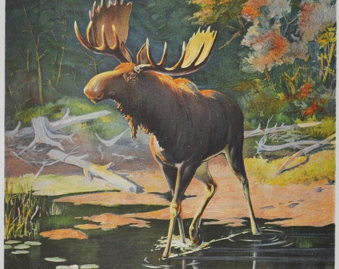 The Moose - Original Antique Wildlife Print - 1902 Oliver Kemp - Forest Fish and Game Commission NY (elk, Alces alces, deer, antlers, hunt)