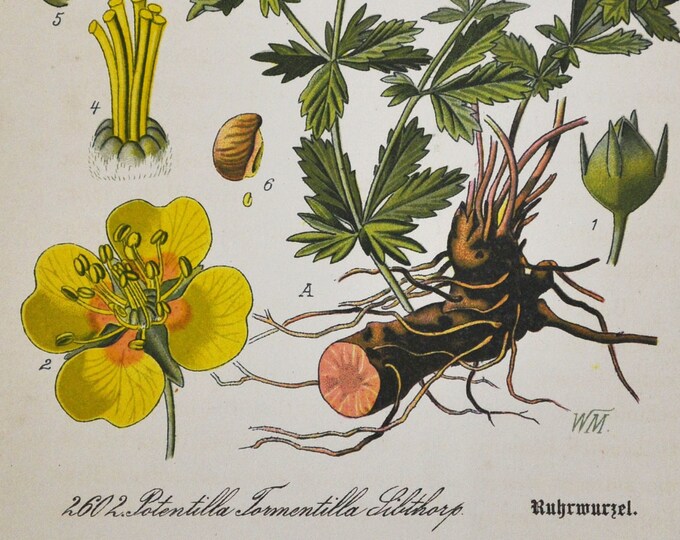 Common Tormentil Print - Original Antique Botanical Print 1880s - Potentilla Tormentilla (plant flower seed garden Rosaceae yellow erecta)