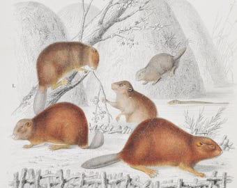 Beaver / Gerboa - Hand-colored Original Antique Animal Print - Orbigny engraving from 1849 (european, eurasian, castor fiber, dipus rodent)