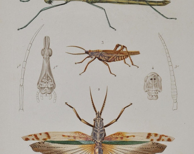 Stick Grasshopper or Cricket Stick / Robust Grasshopper or Locust - Hand-colored Original Antique Insect Print - Cuvier engraving 1840s