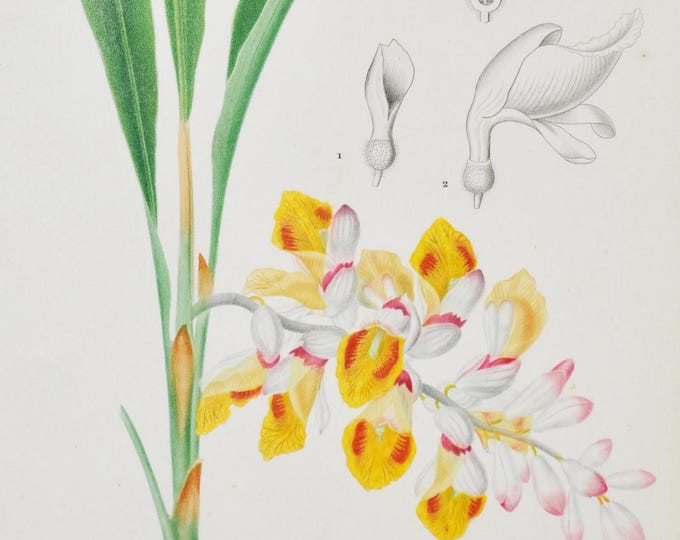 Shellflower or Dwarf Cardamom - Hand-colored Original Antique Botanical Print - Orbigny engraving 1849 (alpinia nutans ginger flower plant)