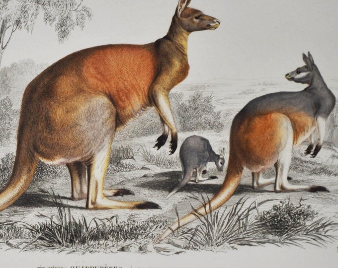 Kangaroo - Hand-colored Original Antique Animal Print - Orbigny engraving from 1849 (marsupials, australia, pouch, macropods, macropus)