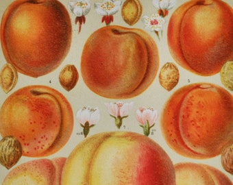 Peaches and Apricots - original antique fruit print 1906 (nectarine, prunus armeniaca, tree, brigantina, mume, sibirica, persica, amygdalus)