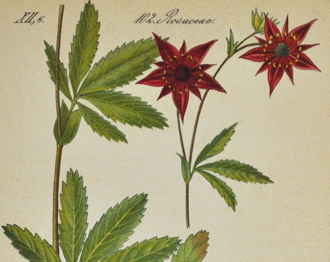Purple Marshlocks Print - Original Antique Botanical Print 1880s - Comarum palustre (plant flower seed garden swamp cinquefoil marsh europe)