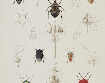 Jewel Bug / Shield Bug / Red Cabbage Bug / Bishop's Mitre Shieldbug - Hand-colored Original Antique Insect Print - Cuvier engraving 1840s