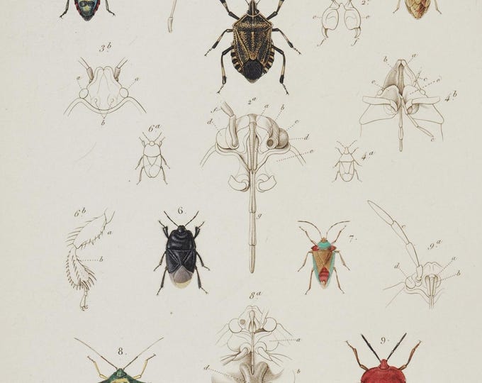 Jewel Bug / Shield Bug / Red Cabbage Bug / Bishop's Mitre Shieldbug - Hand-colored Original Antique Insect Print - Cuvier engraving 1840s
