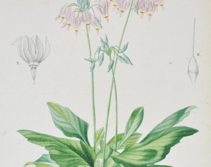 Shooting Star - Hand-colored Original Antique Botanical Print - Orbigny engraving from 1849 (dodecatheon primula meadia pink eastern flower)