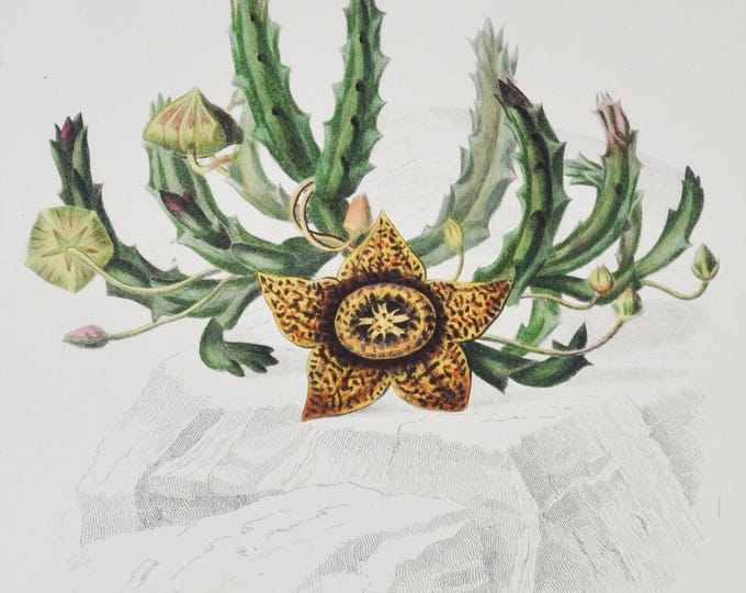 Carrion-Flower - Hand-colored Original Antique Botanical Print - Orbigny engraving from 1849 (stapelia variegata plant seed garden wild star