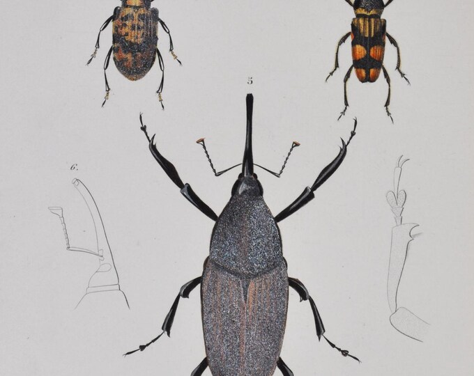 Beetles - Hand-colored Original Antique Insect Print - Orbigny engraving from 1849 (diaprepes, cratosomus, amerhinus, eurhinus, calandra)