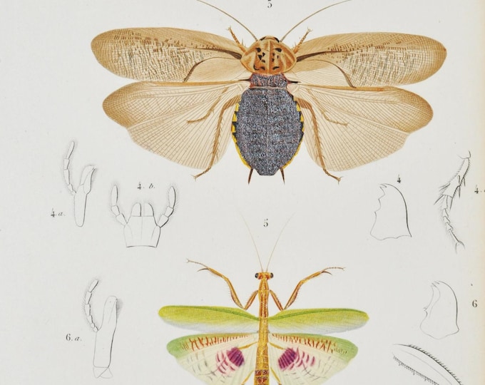 Insects - Hand-colored Original Antique Insect Print - Orbigny engraving from 1849 (forficula biguttata, blatta maderae, mantis oratoria)