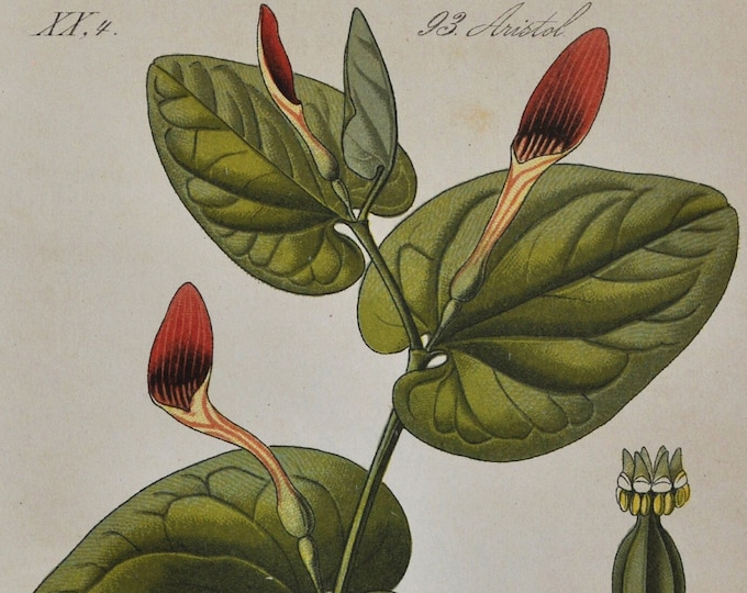 Smearwort Print - Original Antique Botanical Print 1880s - Aristolochia rotunda (plant flower garden pipevine dutchman's pipe birthwort)