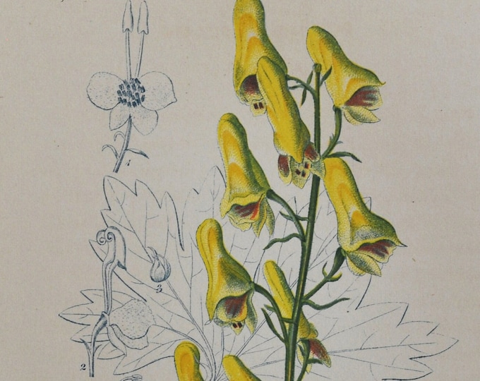 Northern Wolf's-Bane Print - Original Antique Botanical Print 1880s - Aconitum lycoctonum (plant flower seed wolfsbane toxic poisonous asia)