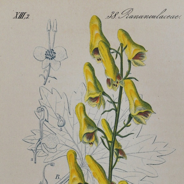 Nördlicher Wolfsbann Druck - Original Antiker Botanischer Druck 1880er Jahre - Aconitum lycoctonum (Pflanzenblume Samen Wolfsbane giftig giftig Asia)