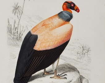 King Vulture - Hand-colored Original Antique Bird Print - Orbigny engraving from 1849 (Sarcoramphus papa, raptor, mexico, argentina, bird)