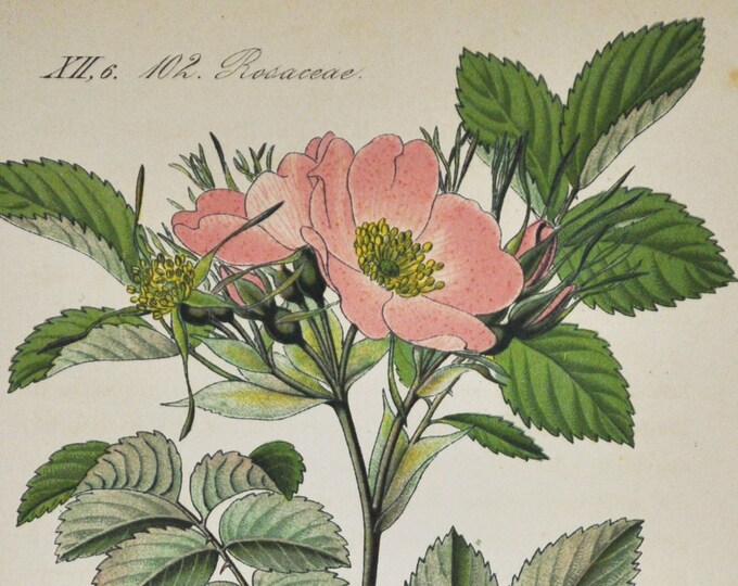 Redleaf Rose Print - Original Antique Botanical Print 1880s - Rosa rubrifolia (plant flower seed garden Rosaceae pink red-leaved glauca)
