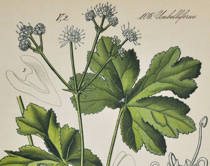 Wood Sanicle Print - Original Antique Botanical Print 1880s - Sanicula europaea (plant flower seed garden perennial Apiaceae herbal Apiales)