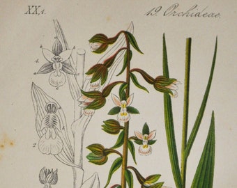 Marsh Helleborine Orchid Print - Original Antique Botanical 1880s - Epipactis palustris (plant flower seed Orchidaceae Mediterranean white)