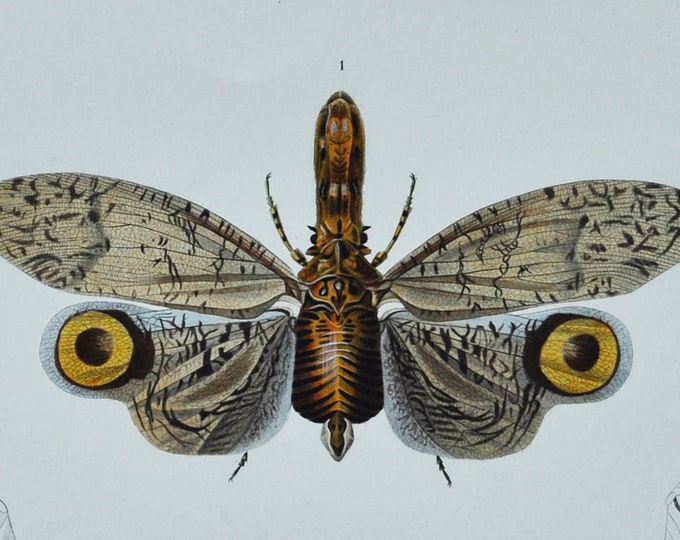 South American Lantern Fly - Hand-colored Original Antique Butterfly Print - Orbigny engraving from 1849 (fulgora graciliceps, planthoppers)