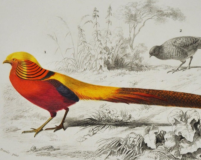 Golden Pheasant - Hand-colored Original Antique Animal Print - Orbigny engraving from 1849 (phasianus pictus chinese rainbow game hunt bird)