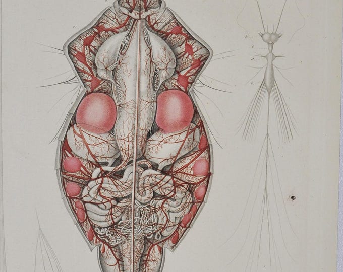 Anatomy of a Parent Bug (pentatoma grisea / cimex griseus) - Hand-colored Original Antique Insect Print - Cuvier engraving 1840s