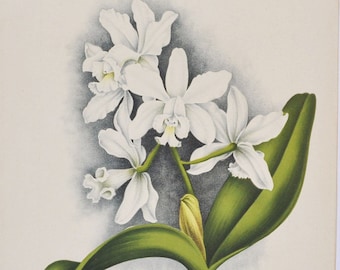 Loddiges' Cattleya - Cattleya loddigesii - Original Large Antique Orchid Print 1880s - orchidaceae,botanical,botany,flower,linden,orchidee