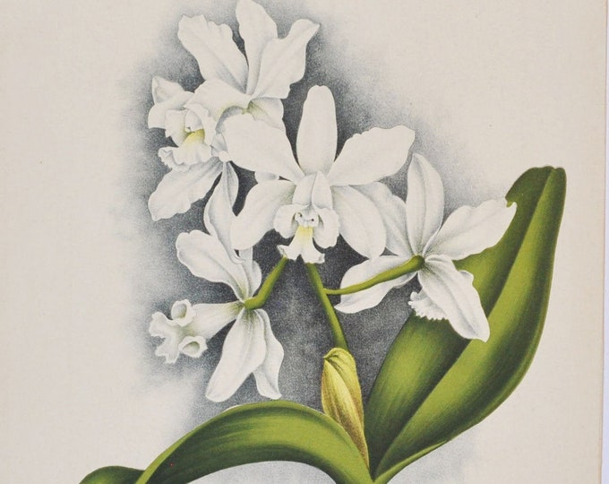 Loddiges' Cattleya - Cattleya loddigesii - Original Large Antique Orchid Print 1880s - orchidaceae,botanical,botany,flower,linden,orchidee