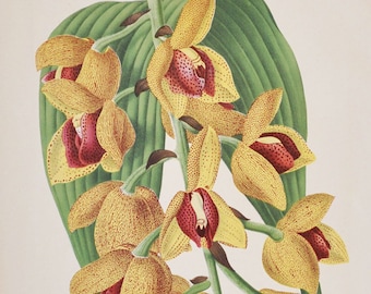 Acineta Humboldti / superba - Original Large Antique Orchid Print 1880s - orchidaceae, botanical, botany, flower, plant, linden, orchidee