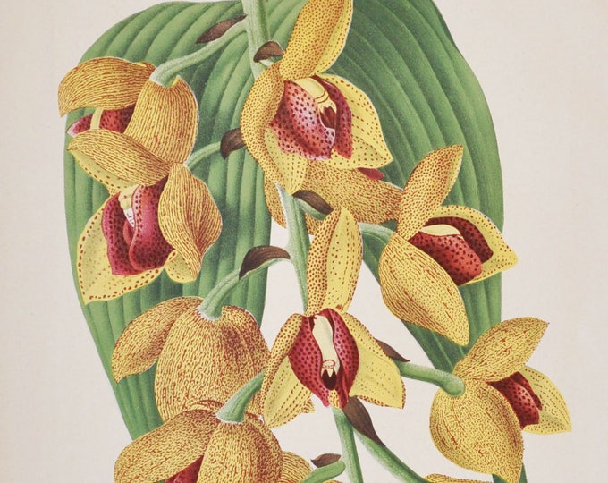 Acineta Humboldti / superba - Original Large Antique Orchid Print 1880s - orchidaceae, botanical, botany, flower, plant, linden, orchidee