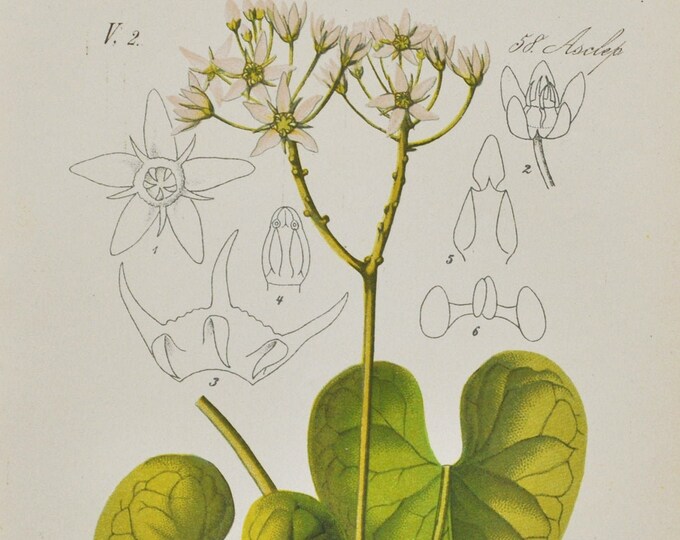 Stranglewort Print - Original Antique Botanical Print 1880s - Cynanchum acutum (plant flower garden seed climbing vine swallowwort europe)