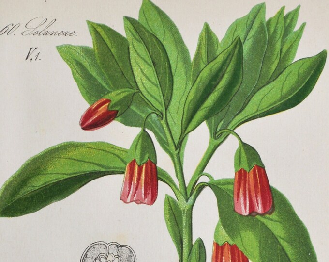 European Scopolia Print - Original Antique Botanical Print 1880s - Scopolina atropoides (plant flower garden seed solanaceae Henbane Bell)