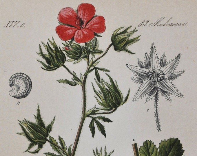 Hispid Marshmallow Print - Original Antique Botanical Print 1880s - Althaea hirsuta (plant flower garden seed hollyhock herb perennial pink)