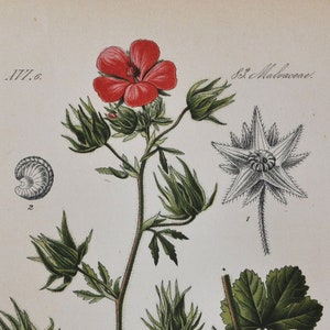 Hispid Marshmallow Druck - Original Antiker Botanischer Druck 1880er Jahre - Althaea hirsuta (Pflanze Blumen Garten Samen Hollyhock Kräuter Staude rosa)