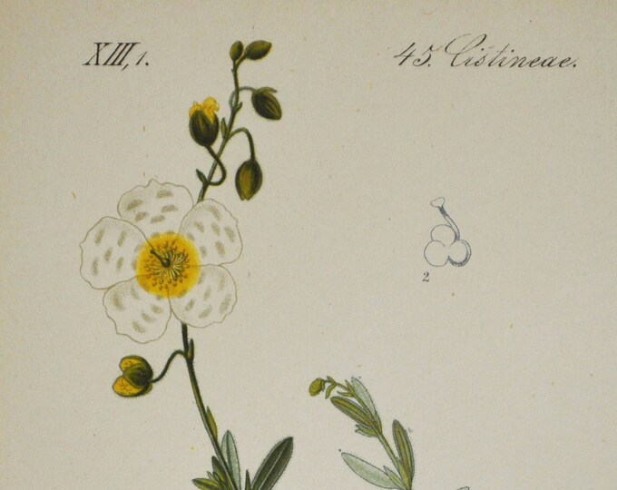 White Rock-Rose Print - Original Antique Botanical Print 1880s - Helianthemum polifolium (plant flower seed garden Cistaceae mountains alps)