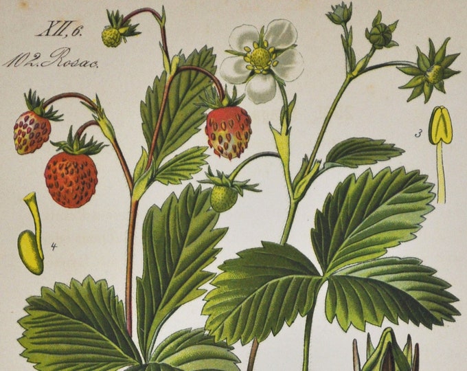 Wild Strawberry Print - Original Antique Botanical Print 1880s - Fragaria vesca (plant flower seed red woodland alpine Carpathian european)