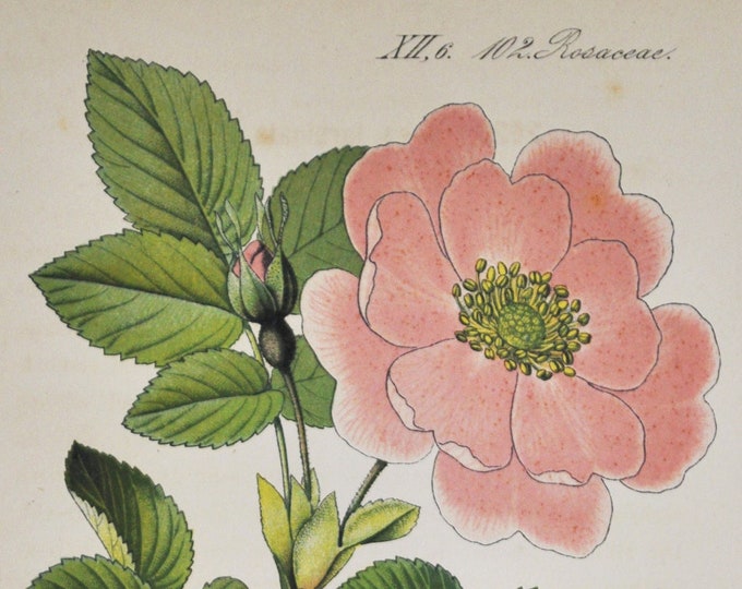 Frankfort Rose Print - Original Antique Botanical Print 1880s - Rosa turbinata (plant flower seed garden Rosaceae pink Empress Josephine)
