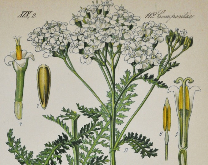 Common Yarrow Print - Original Antique Botanical Print 1880s - Achillea millefolium (plant flower seed garden white europe Asteraceae)