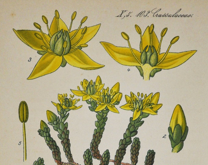 Goldmoss Stonecrop Print - Original Antique Botanical Print 1880s - Sedum acre (plant flower seed mossy biting wallpepper Crassulaceae asia)
