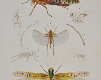 Desert Locust / Migratory Locust / Club-Legged Grasshopper / Locust - Hand-colored Original Antique Insect Print - Cuvier engraving 1840s