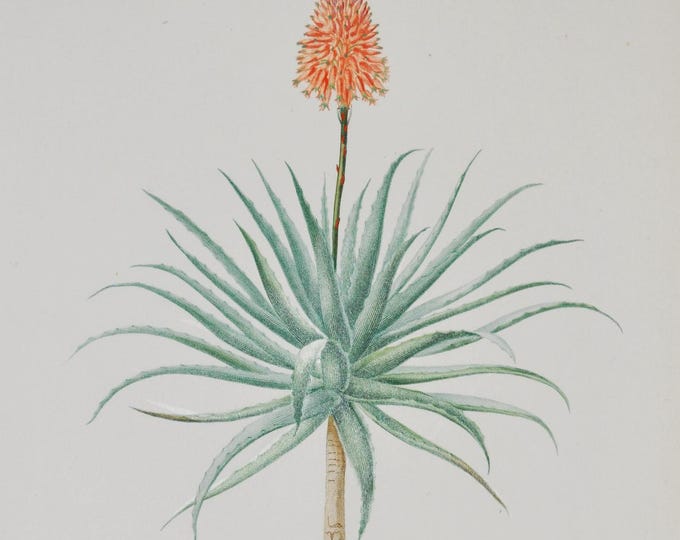 Candelabra Aloe - Hand-colored Original Antique Botanical Print - Orbigny engraving 1849 (aloe fruticosa arborescens krantz vera succulent)
