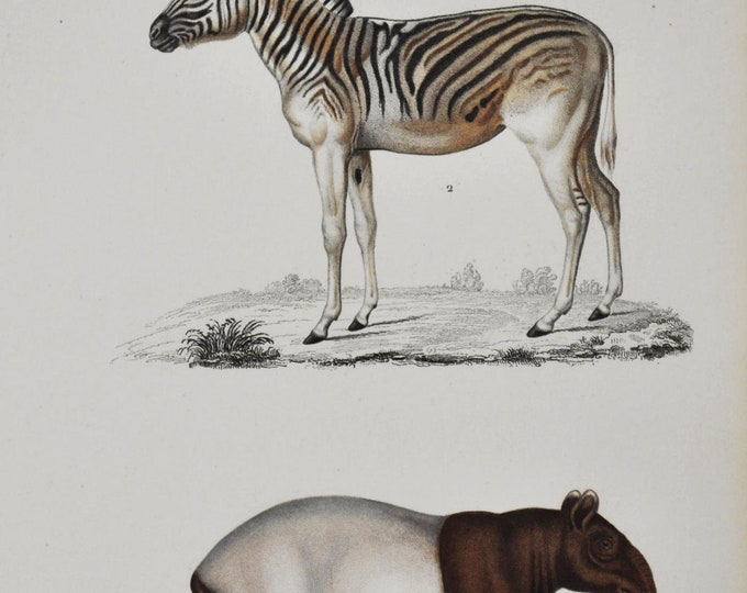 Zebra / Tapir - Hand-colored Original Antique Animal Print - Orbigny engraving from 1849 (asian tapir, malayan, oriental, indian, piebald)